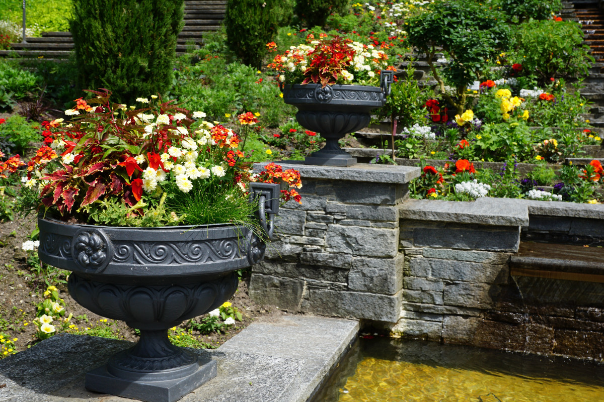 Гортензия метельчатая: украшение сада с лета до осени Гортензия метельчатая: украшение сада с лета до осени