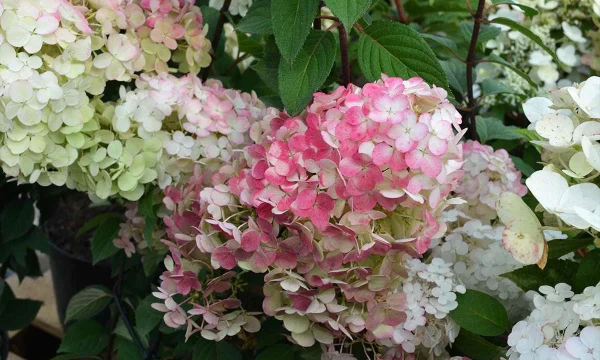 Гортензия метельчатая: украшение сада с лета до осени Гортензия метельчатая: украшение сада с лета до осени