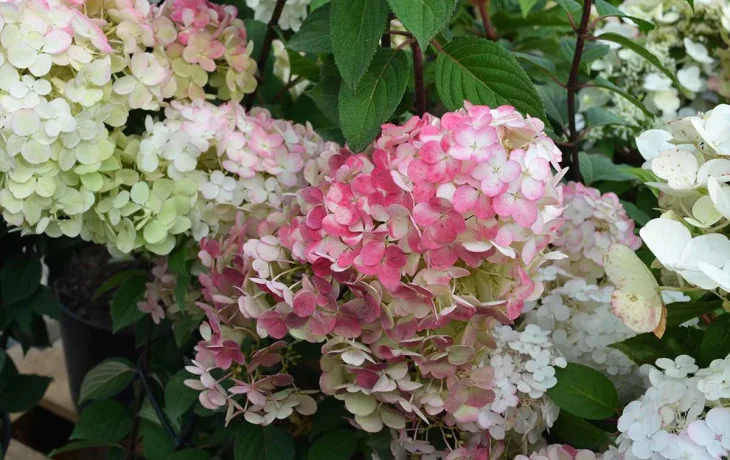 Гортензия метельчатая: украшение сада с лета до осени